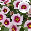 Afbeelding van Calibrachoa P12 Pink Purple Splash